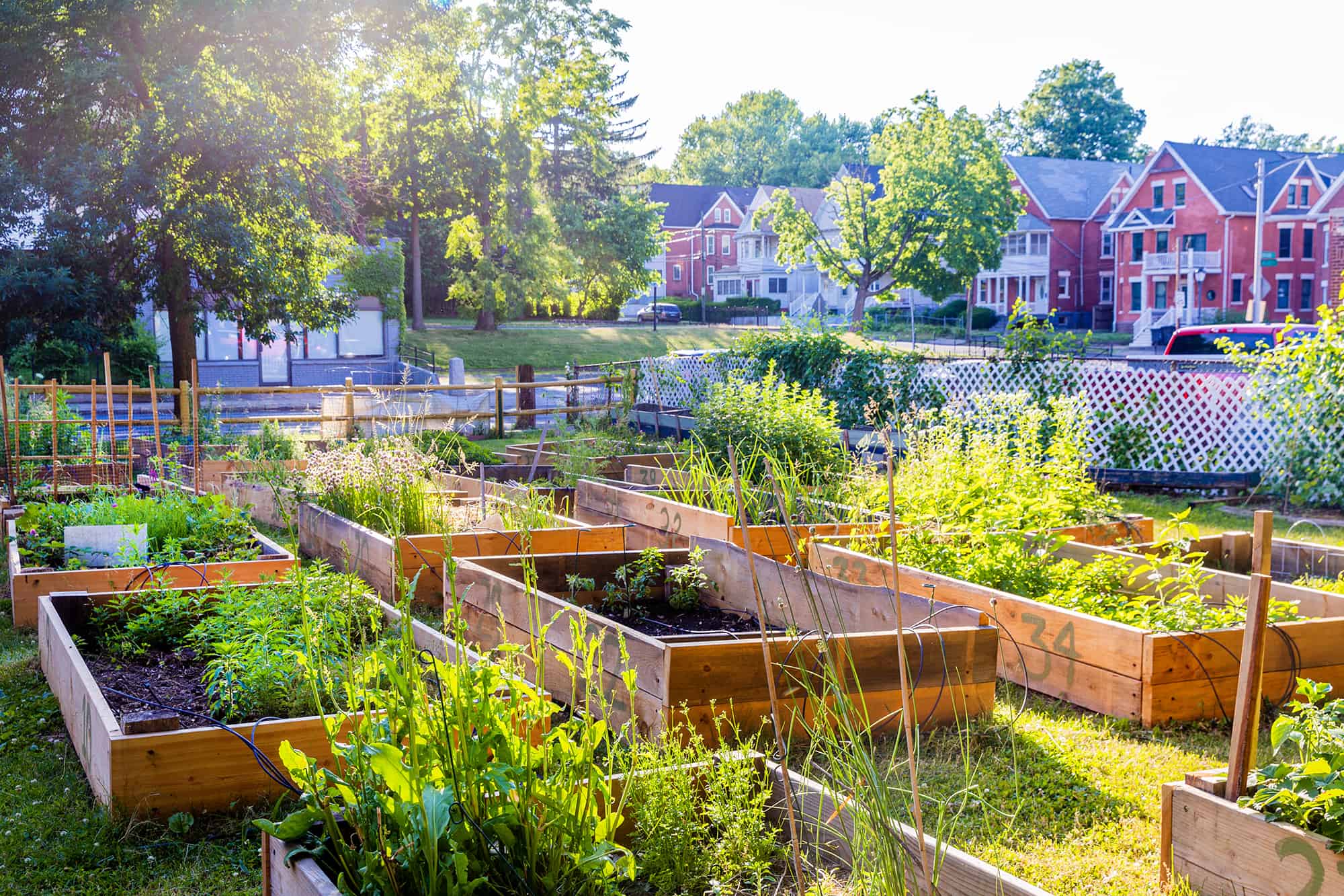 growing-relationships-at-trinfo-cafe-s-community-garden-trinity-college